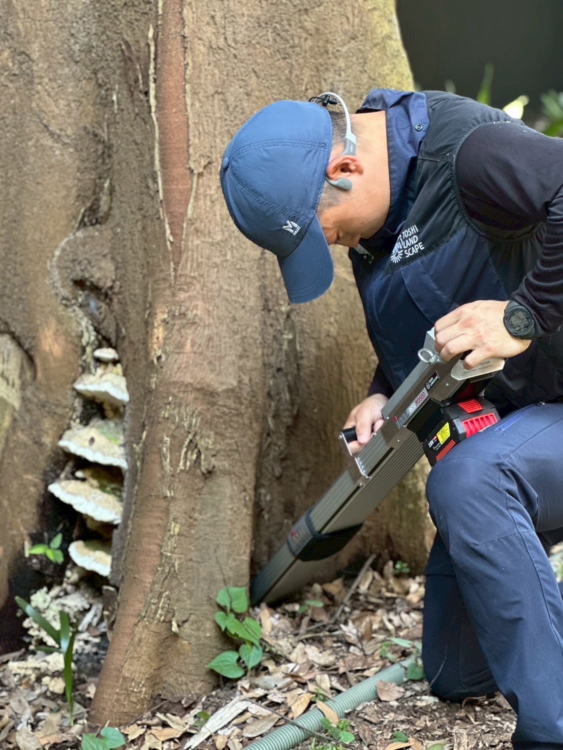 Tree diagnosis equipment in use