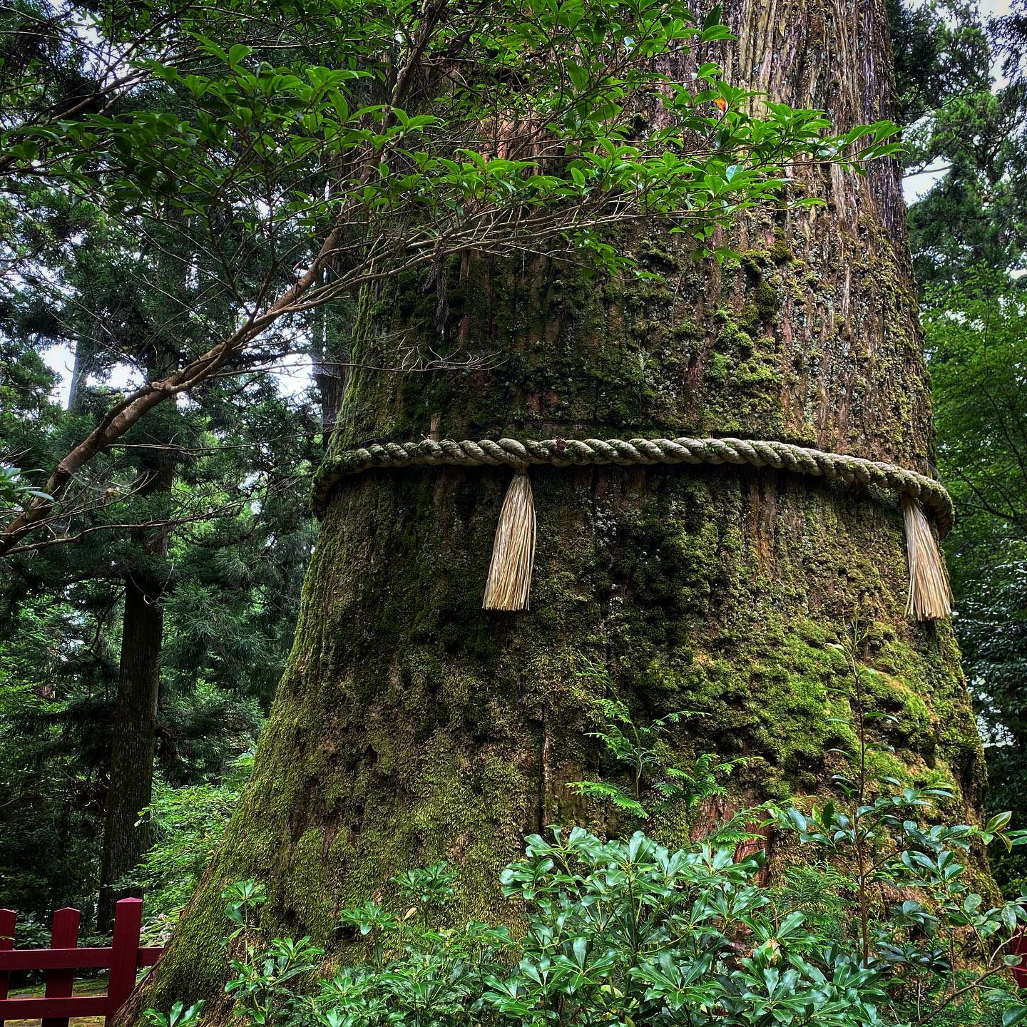 Sacred tree in Japan