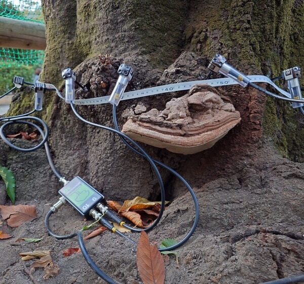 ArborSonic 3