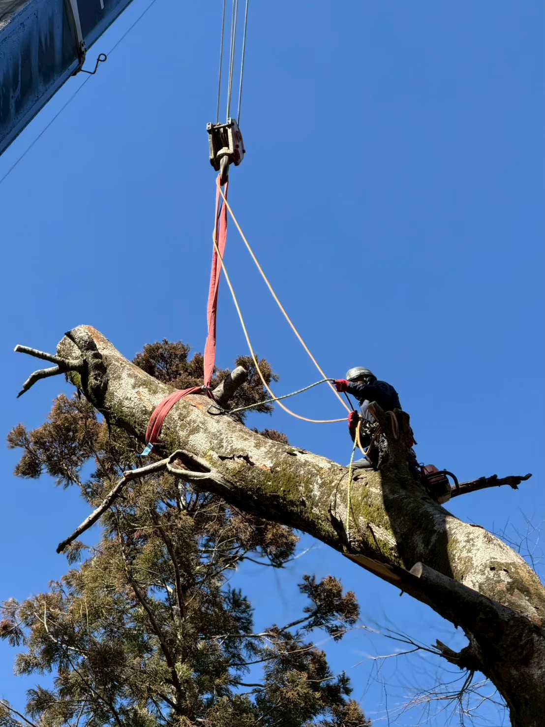 Tree Climing