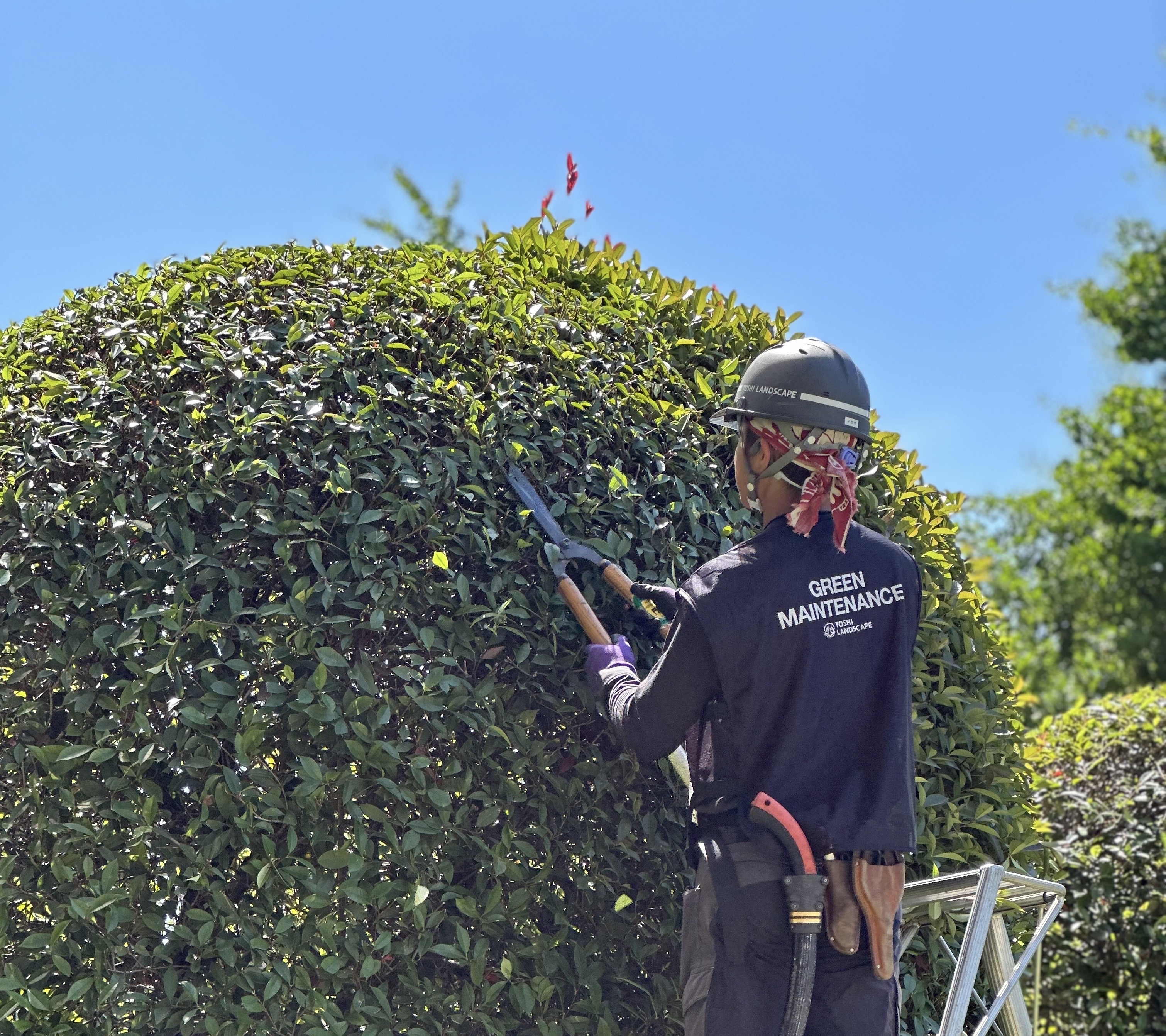 Planting Maintenance