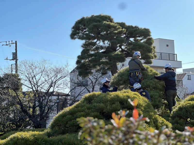 Niwaki vs Topiary: What Western Gardens Get Wrong
