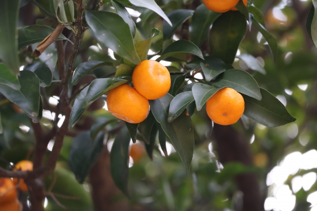 From Family Crest to Garden: How Kamon Plants Shaped Japanese Landscape Design