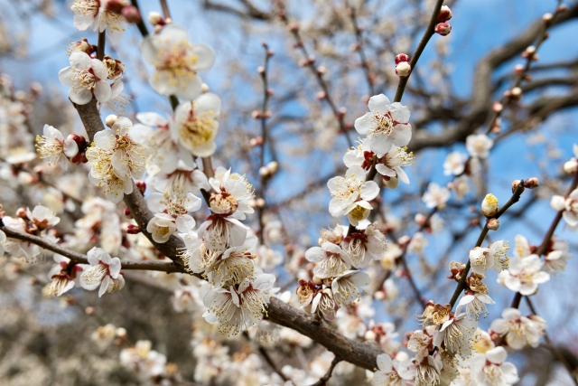 From Family Crest to Garden: How Kamon Plants Shaped Japanese Landscape Design