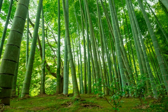 From Family Crest to Garden: How Kamon Plants Shaped Japanese Landscape Design