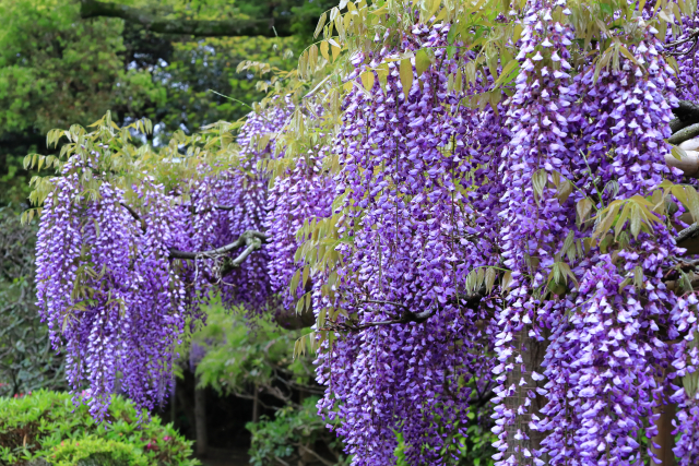 From Family Crest to Garden: How Kamon Plants Shaped Japanese Landscape Design