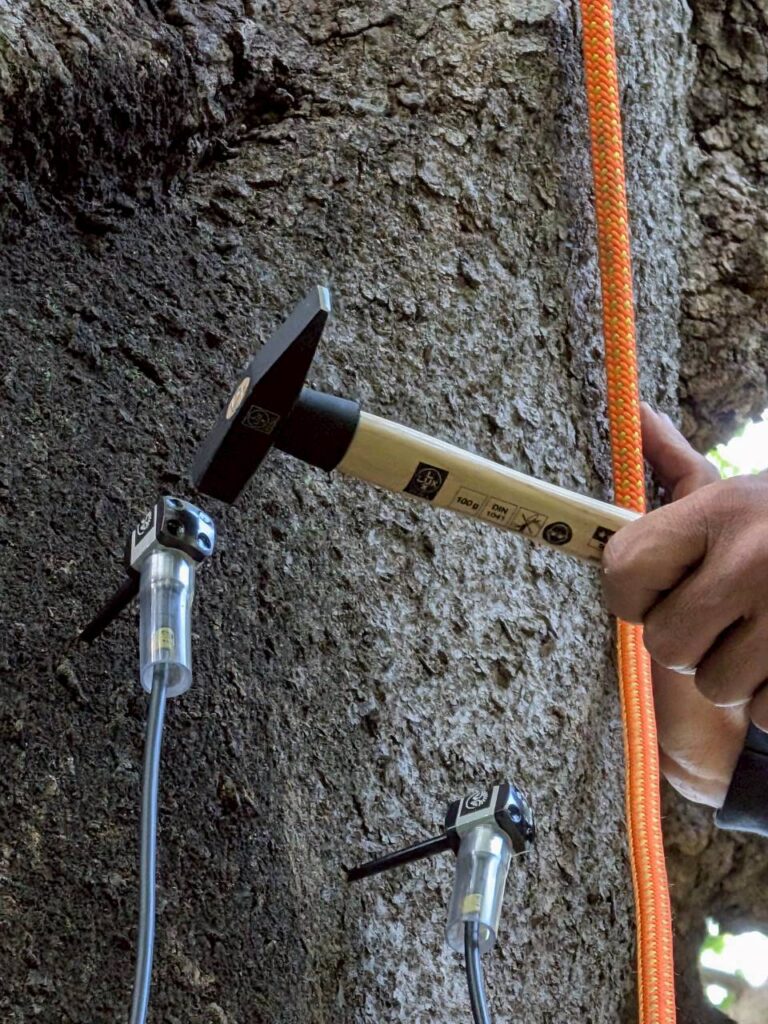 Aerial Tree Diagnosis at a Tokyo Temple: What Arborsonic 3D and Rope Climbing Revealed Inside the Trees