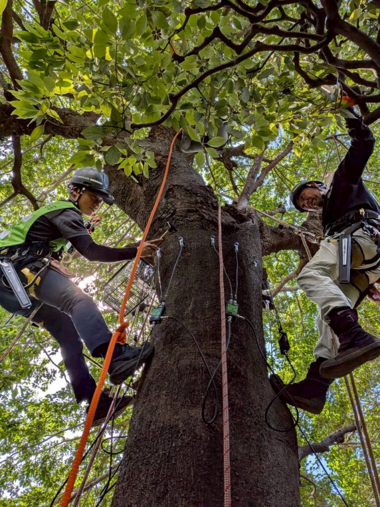 Aerial Tree Diagnosis at a Tokyo Temple: What Arborsonic 3D and Rope Climbing Revealed Inside the Trees
