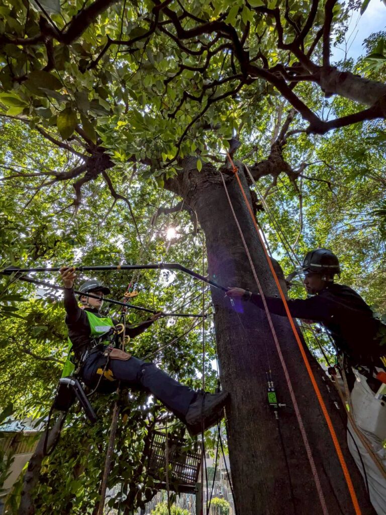 Aerial Tree Diagnosis at a Tokyo Temple: What Arborsonic 3D and Rope Climbing Revealed Inside the Trees