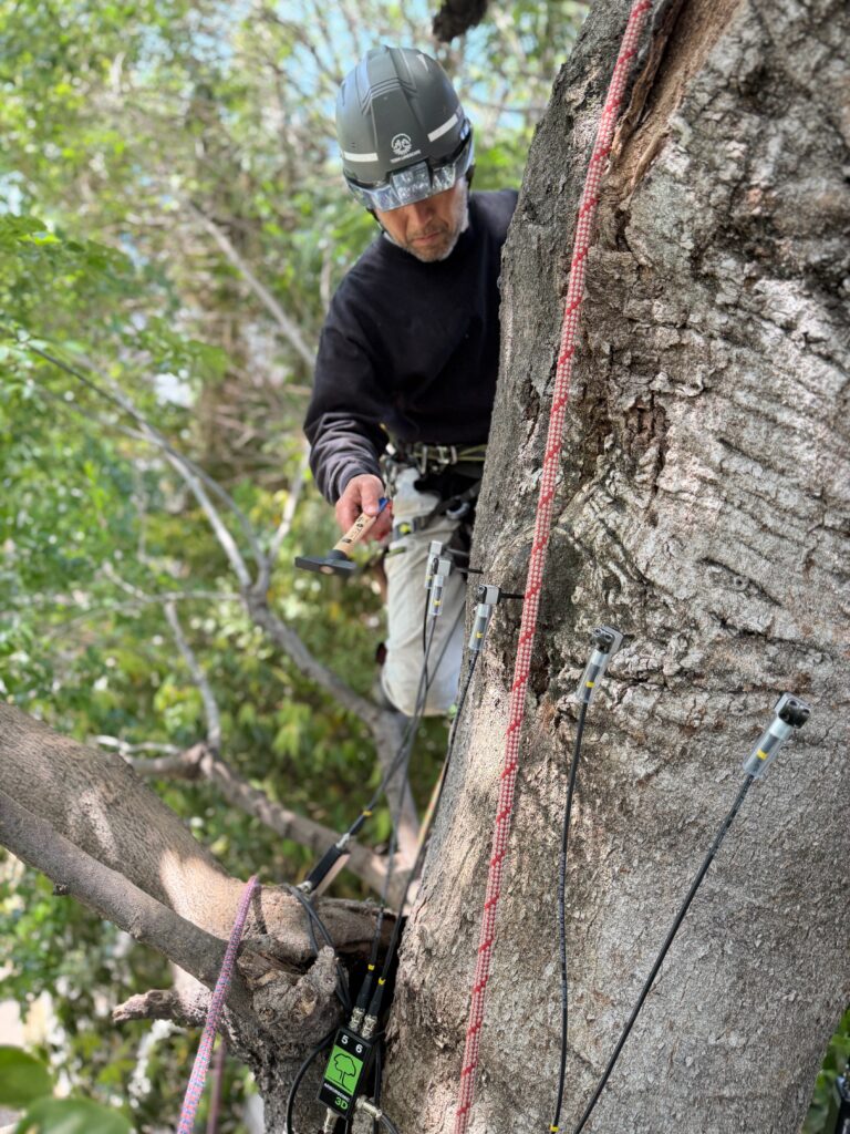 Aerial Tree Diagnosis at a Tokyo Temple: What Arborsonic 3D and Rope Climbing Revealed Inside the Trees