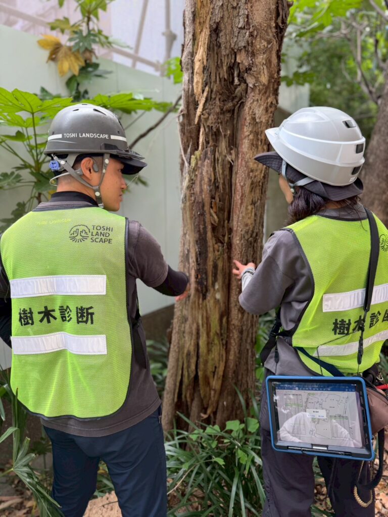 Aerial Tree Diagnosis at a Tokyo Temple: What Arborsonic 3D and Rope Climbing Revealed Inside the Trees