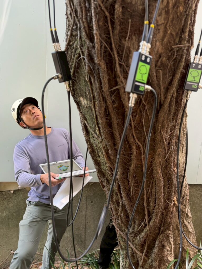 Aerial Tree Diagnosis at a Tokyo Temple: What Arborsonic 3D and Rope Climbing Revealed Inside the Trees