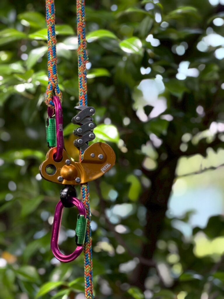 Aerial Tree Diagnosis at a Tokyo Temple: What Arborsonic 3D and Rope Climbing Revealed Inside the Trees
