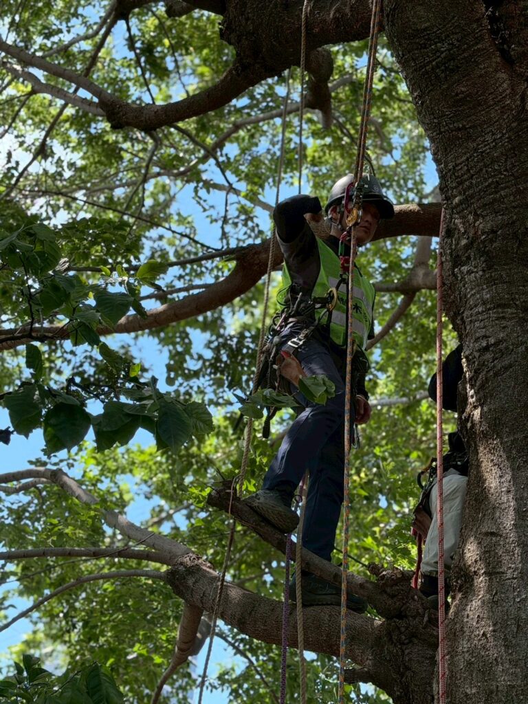 Aerial Tree Diagnosis at a Tokyo Temple: What Arborsonic 3D and Rope Climbing Revealed Inside the Trees