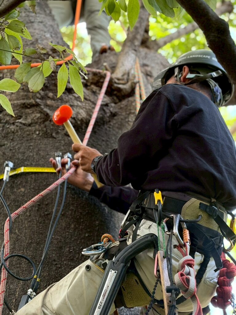 Aerial Tree Diagnosis at a Tokyo Temple: What Arborsonic 3D and Rope Climbing Revealed Inside the Trees