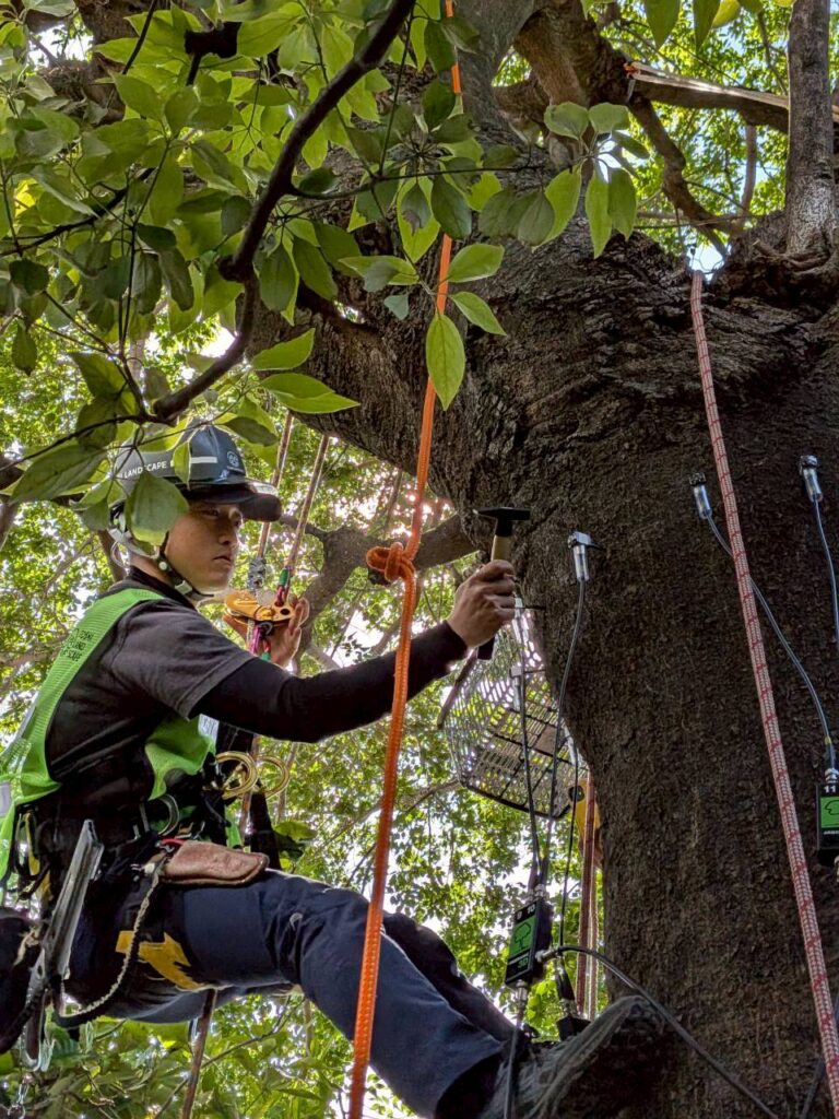 Aerial Tree Diagnosis at a Tokyo Temple: What Arborsonic 3D and Rope Climbing Revealed Inside the Trees