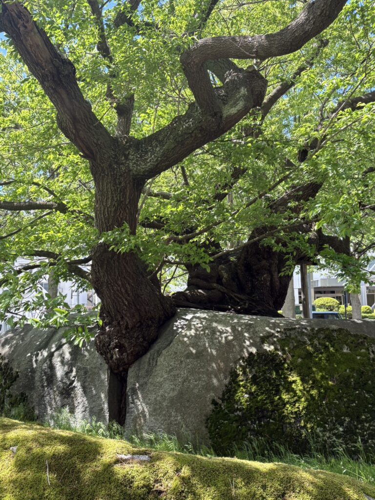 Ishiwari Zakura: The 360-Year-Old Cherry Tree Growing Through Stone in Morioka, Japan