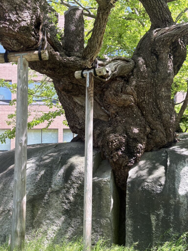 Ishiwari Zakura: The 360-Year-Old Cherry Tree Growing Through Stone in Morioka, Japan