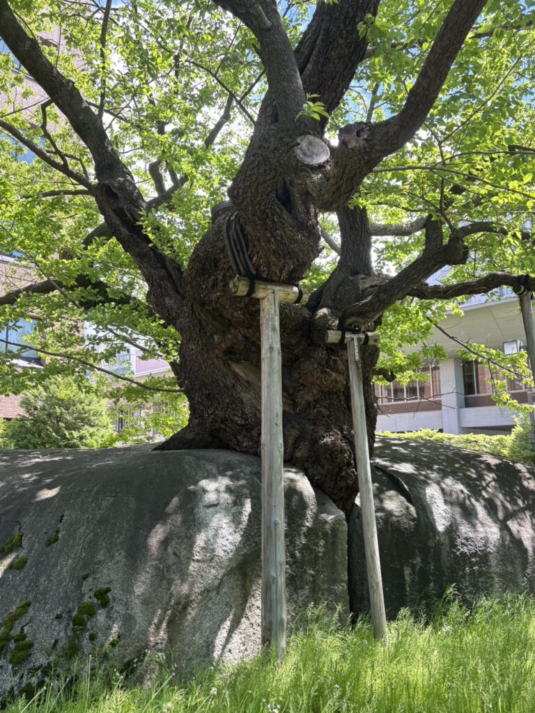 Ishiwari Zakura: The 360-Year-Old Cherry Tree Growing Through Stone in Morioka, Japan