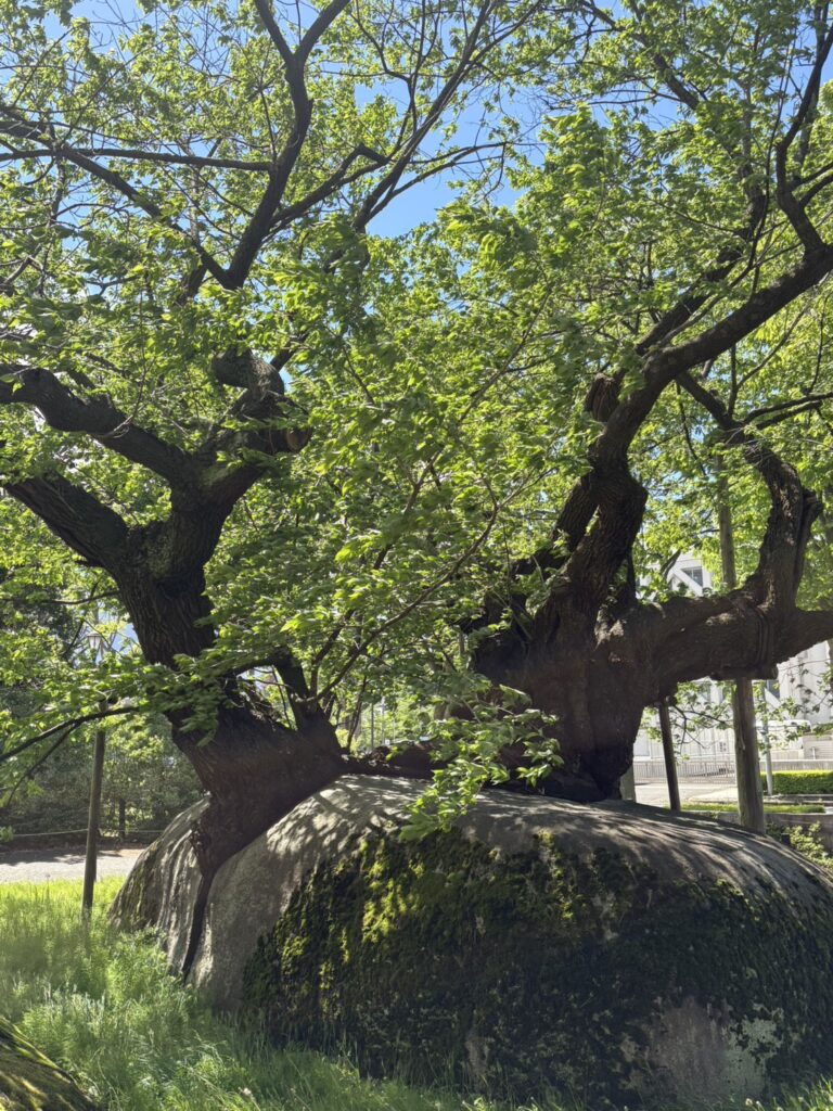 Ishiwari Zakura: The 360-Year-Old Cherry Tree Growing Through Stone in Morioka, Japan
