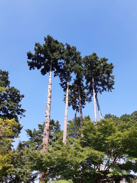 Typhoon-Proofing Trees: Japan’s Wind-Resistant Pruning Methods