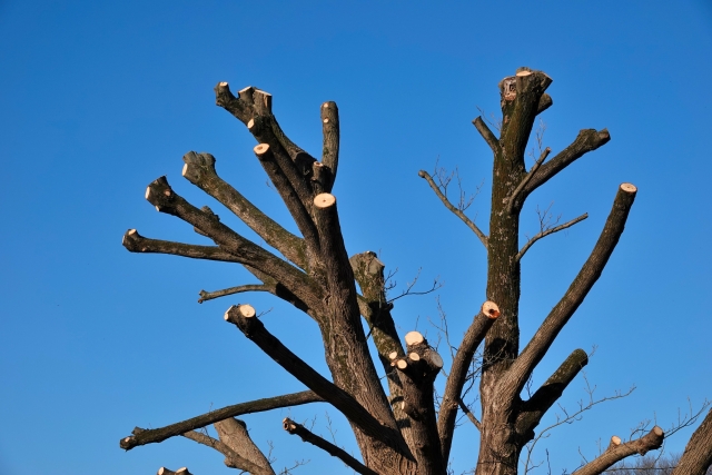 Typhoon-Proofing Trees: Japan’s Wind-Resistant Pruning Methods