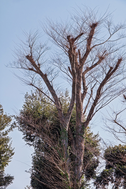 Typhoon-Proofing Trees: Japan’s Wind-Resistant Pruning Methods