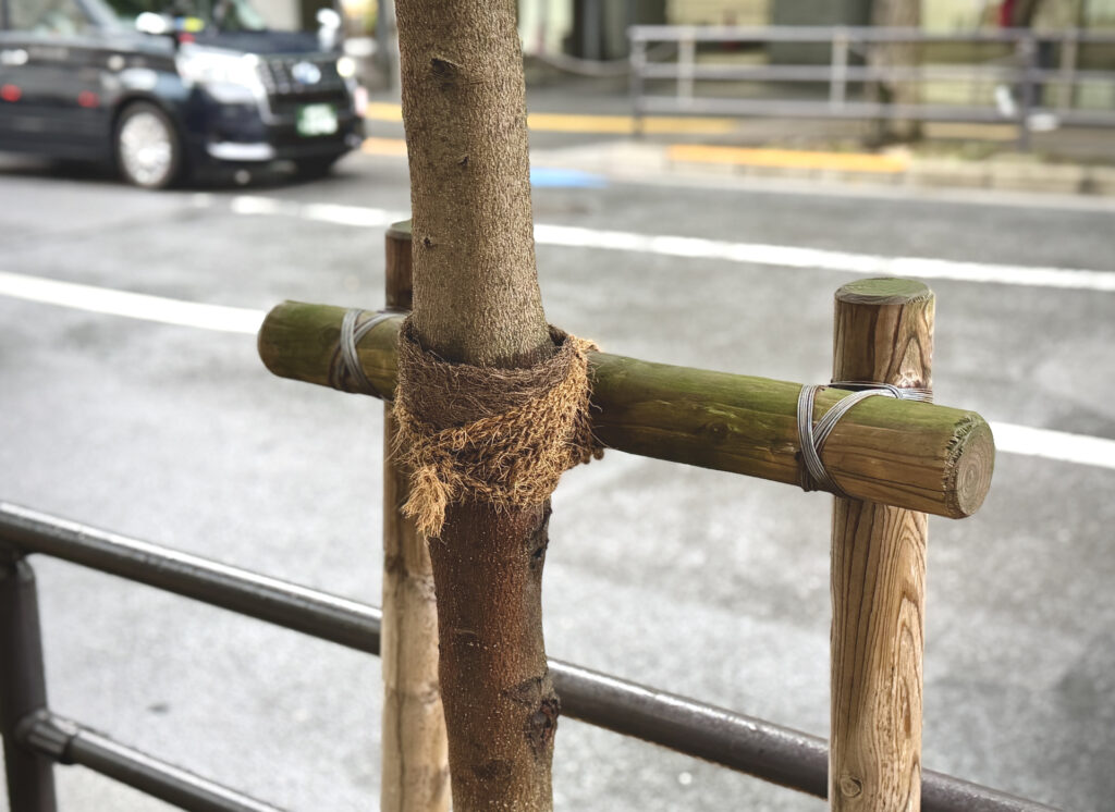Typhoon-Proofing Trees: Japan’s Wind-Resistant Pruning Methods