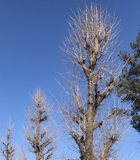 Typhoon-Proofing Trees: Japan’s Wind-Resistant Pruning Methods