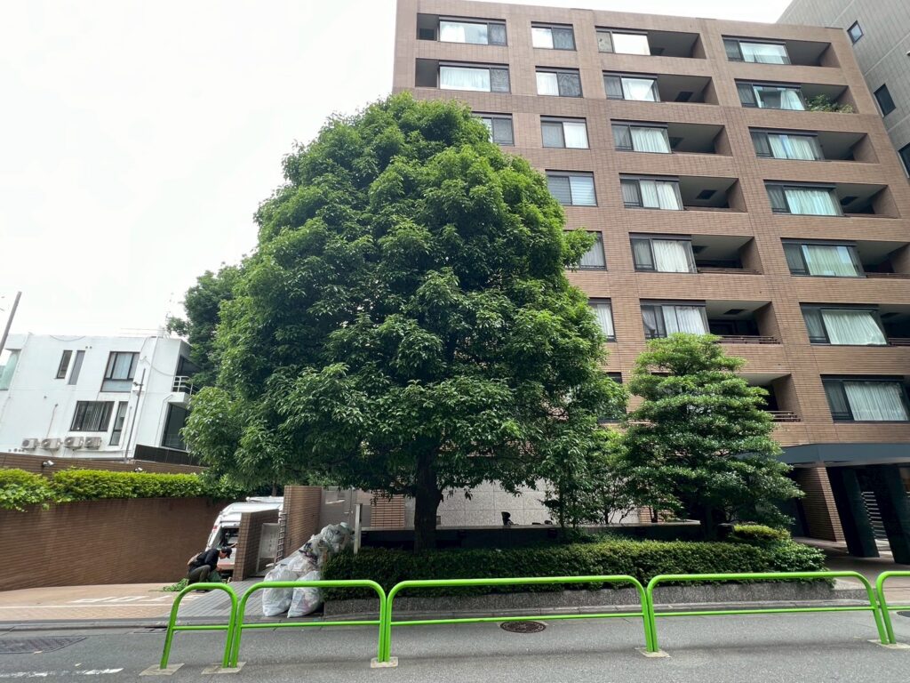 Typhoon-Proofing Trees: Japan’s Wind-Resistant Pruning Methods