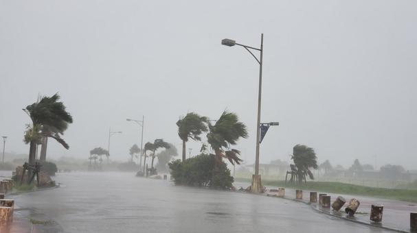 Typhoon-Proofing Trees: Japan’s Wind-Resistant Pruning Methods