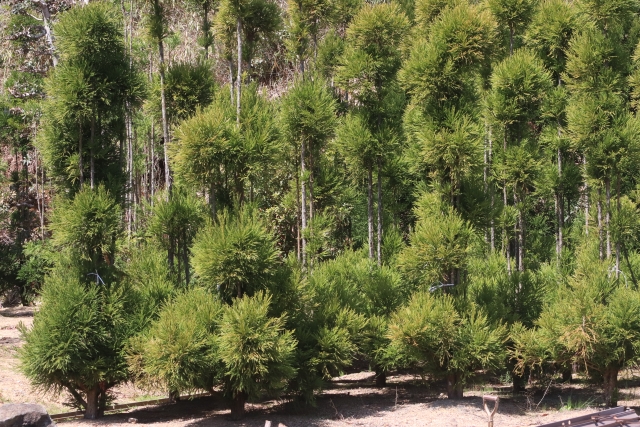 Daisugi: The 600-Year-Old Japanese Technique of Growing Trees on Trees