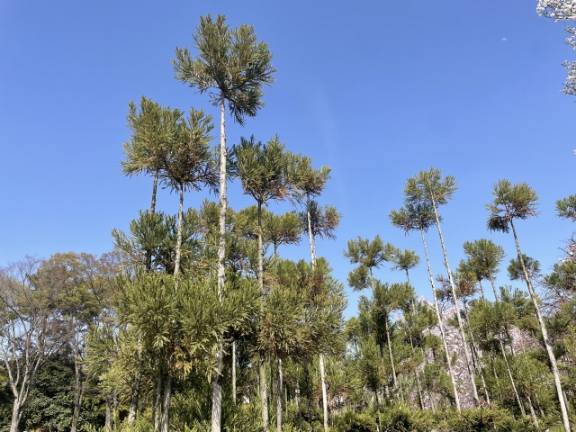 Daisugi: The 600-Year-Old Japanese Technique of Growing Trees on Trees