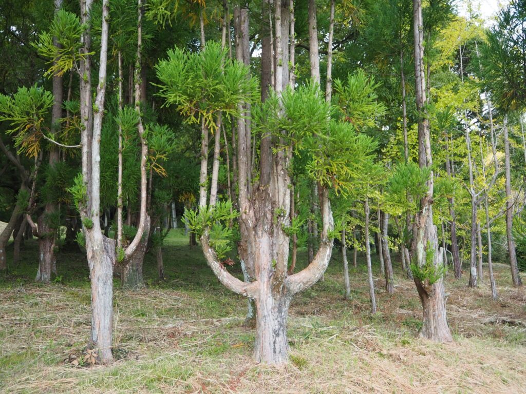 Daisugi: The 600-Year-Old Japanese Technique of Growing Trees on Trees