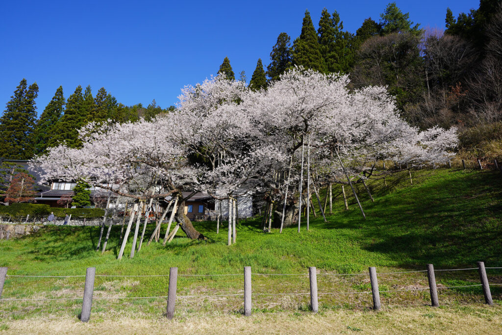 Cherry Tree Japan Was Told Could Never Recover