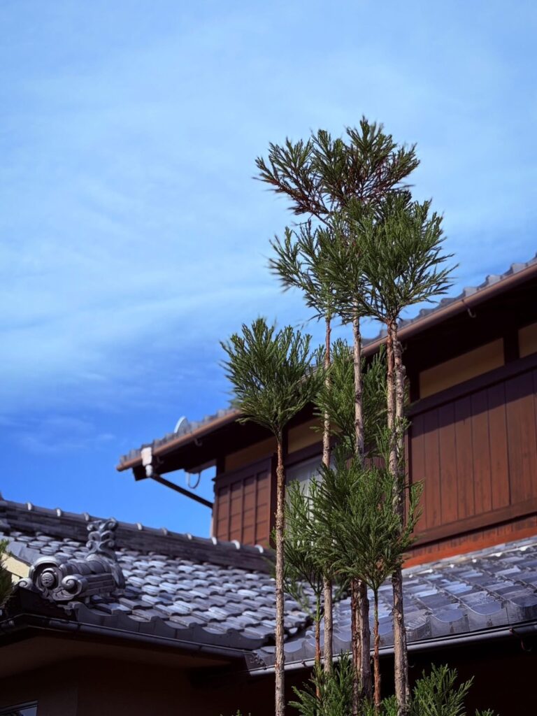 Daisugi: The 600-Year-Old Japanese Technique of Growing Trees on Trees