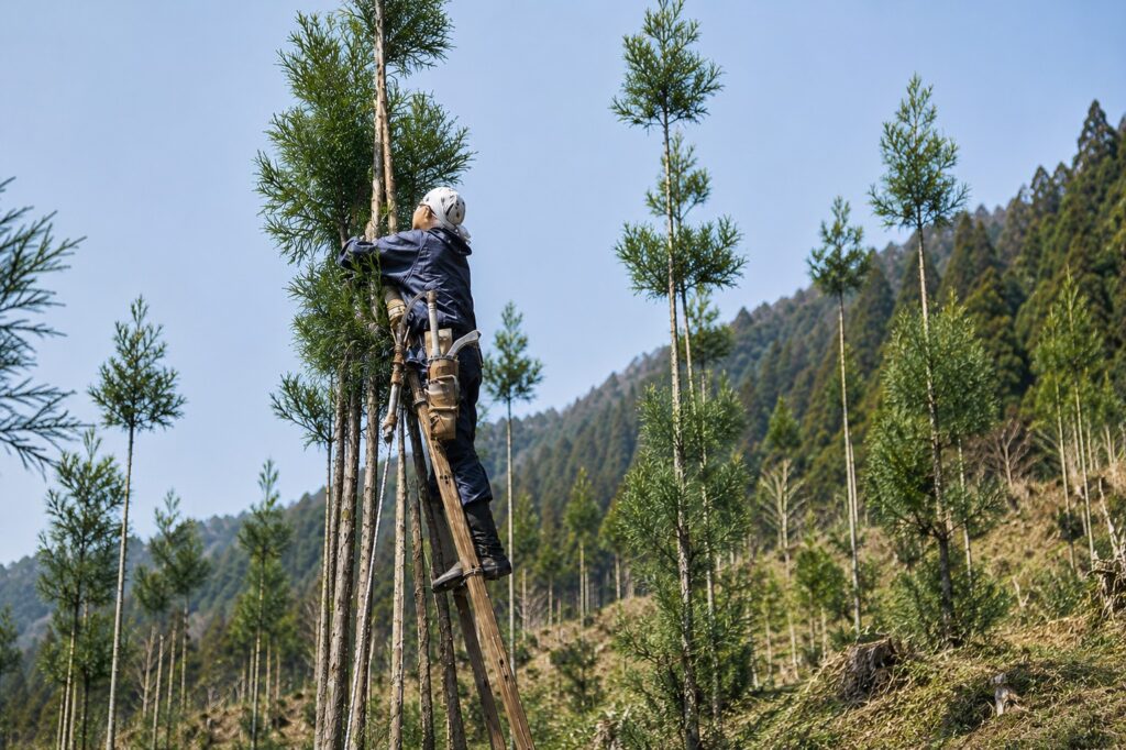 Daisugi: The 600-Year-Old Japanese Technique of Growing Trees on Trees