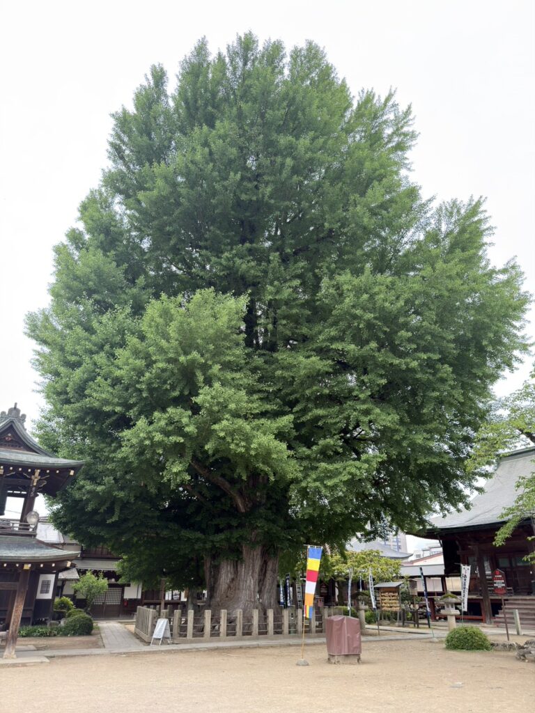 The 1,200-Year-Old Ginkgo of Hida Kokubunji: Japan’s Golden Giant of Takayama