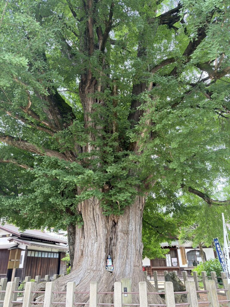 Woody breast-shaped aerial roots (chichi) hanging from the trunk of an ancient ginkgo tree