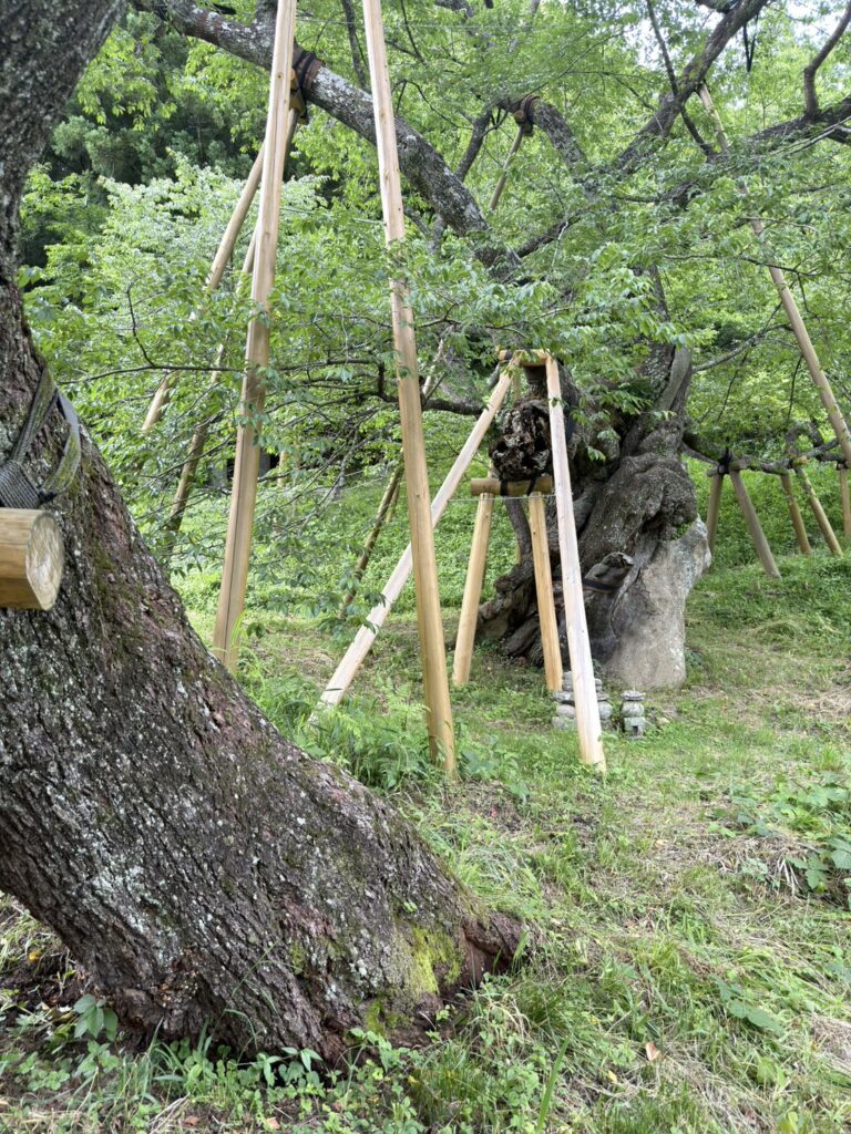 The self-rooted limb of Garyu-zakura where it meets the soil, showing independent ground-contact rooting