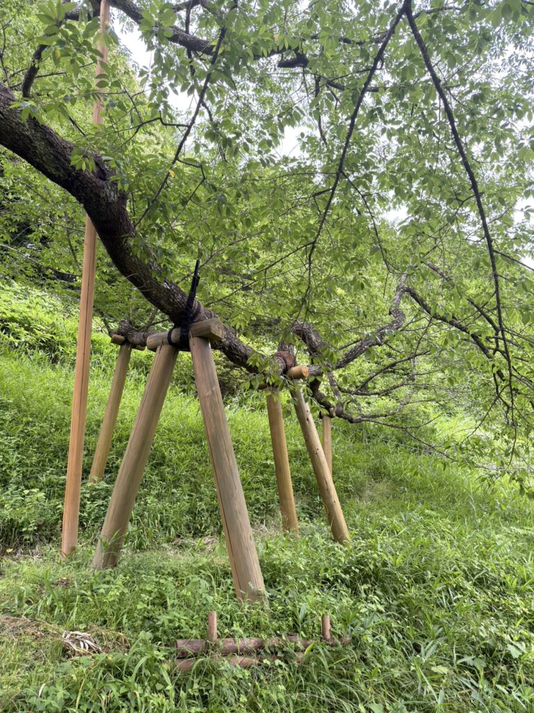 Cherry Tree Japan Was Told Could Never Recover