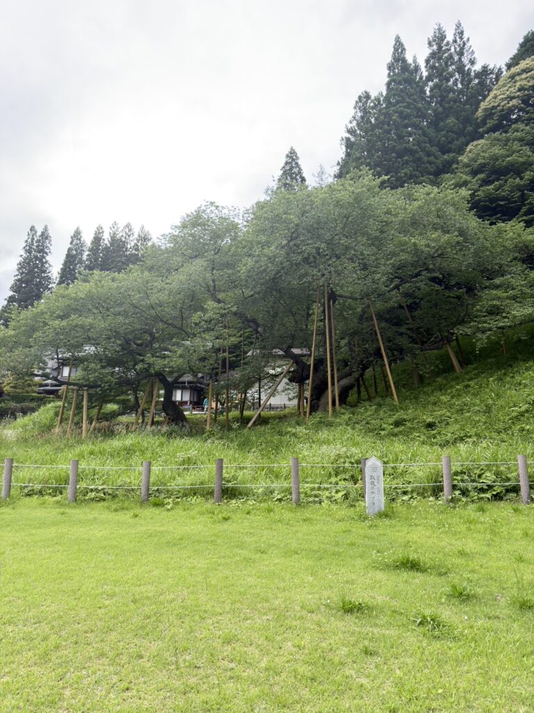 Cherry Tree Japan Was Told Could Never Recover