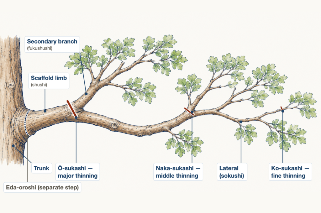 Sukashi Pruning — The Three Levels of Japanese Thinning
