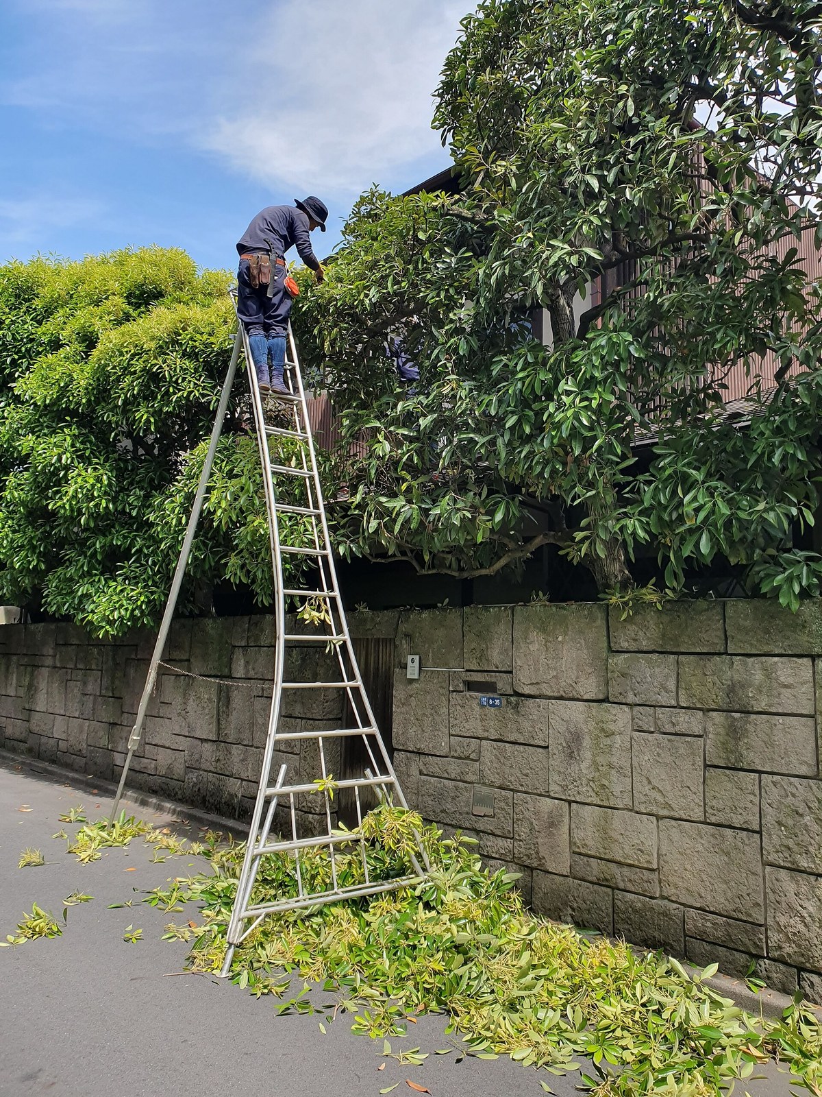 Pruner working from a ladder in a Tokyo street