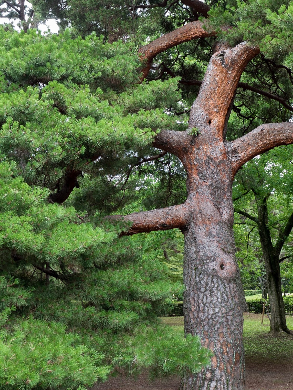 Pine tree in Kyoto Gyoen gardens