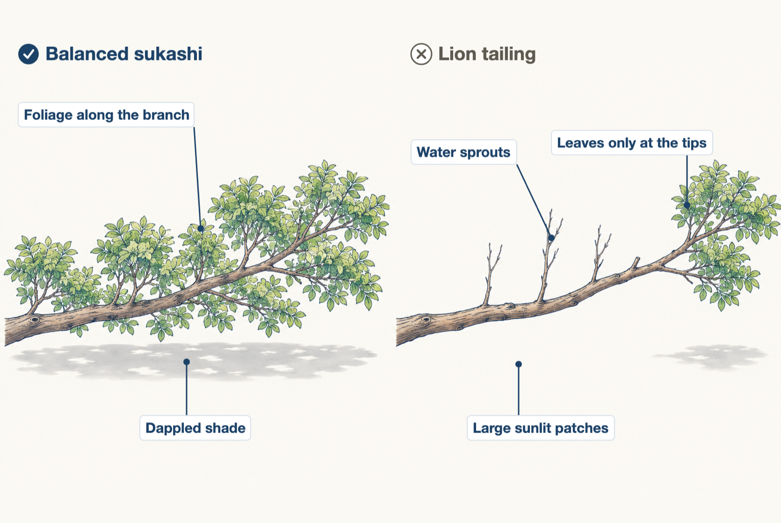 Two crowns compared, balanced sukashi beside lion tailing