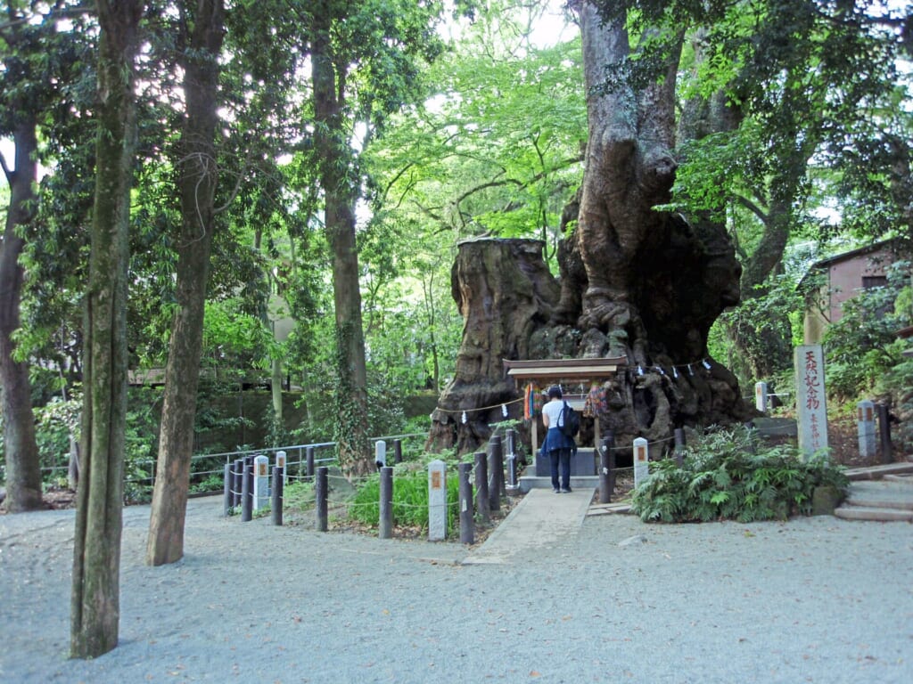 Sacred Trees in Japan: How Reverence Shapes Tree Care