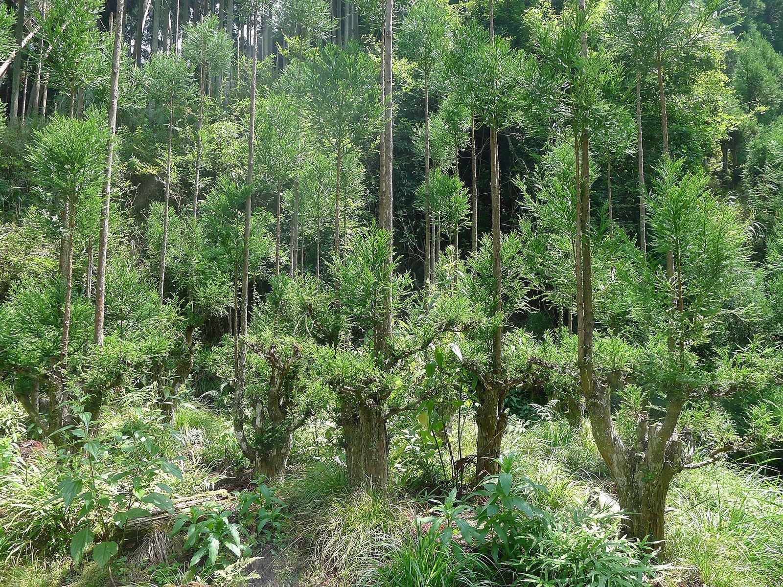 Young daisugi cedars being raised again in Sugisaka, Kita Ward, Kyoto