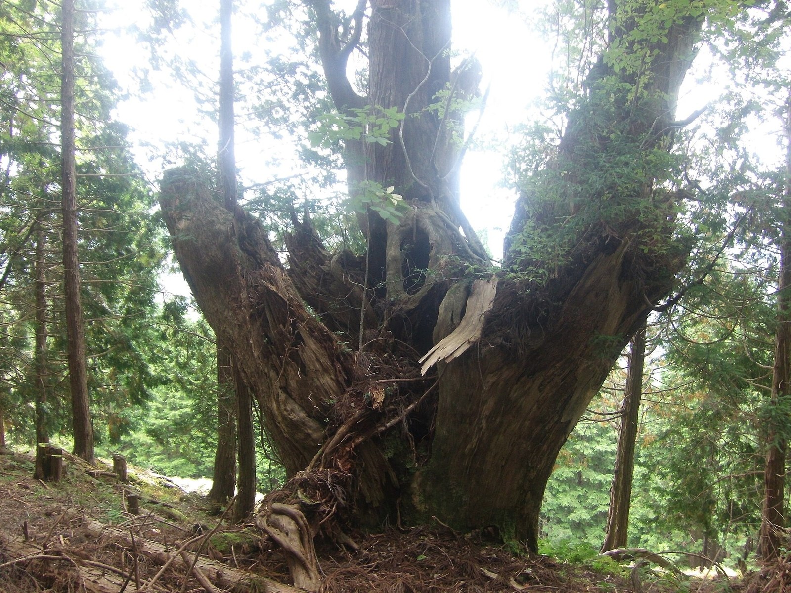 An old fukujō daisugi with several trunks rising from one base in the Kyoto Tamba highlands