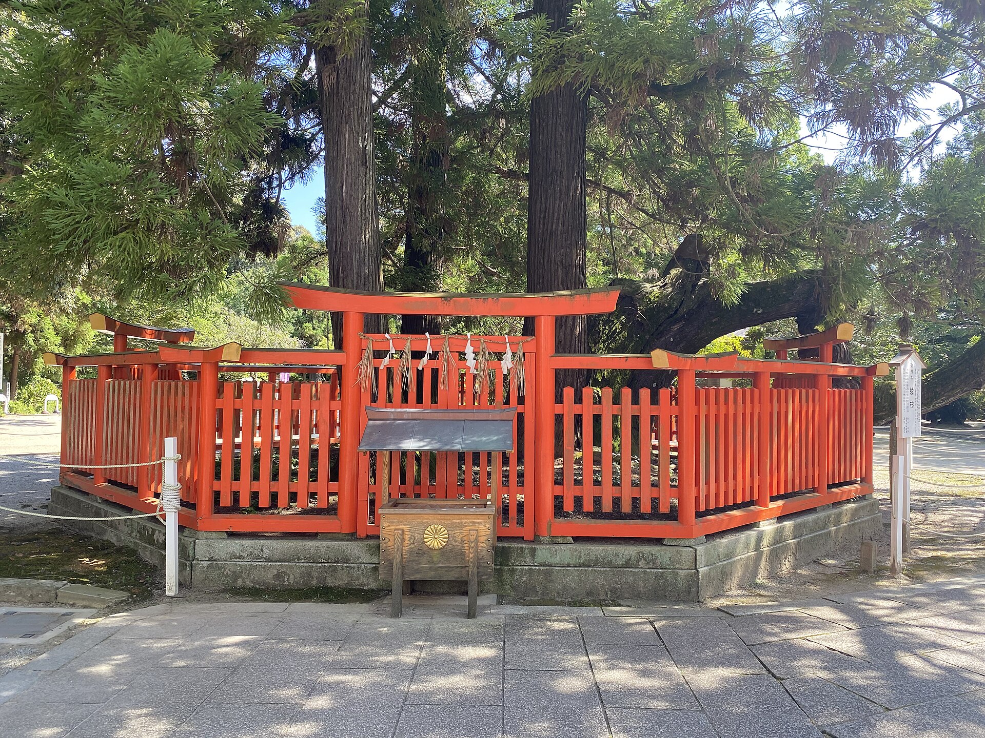 A sacred tree enclosed by a vermilion fence at Kashii Shrine